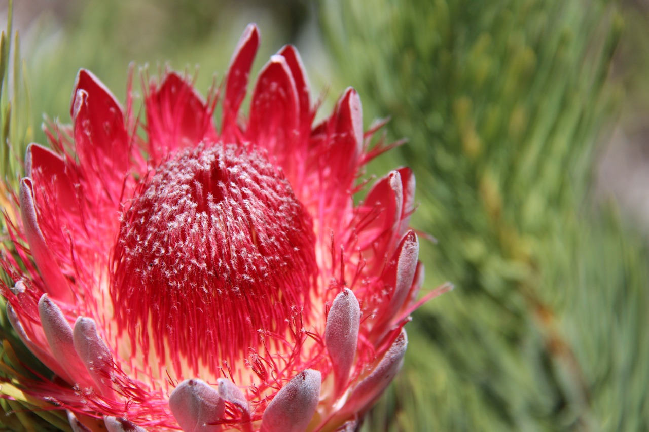 Successfully Growing Cacti in Your Home